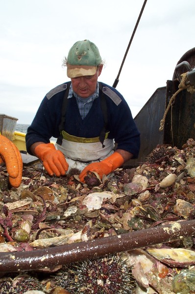 Jimmy Foggo 'culching' oysters on the Golden Lea